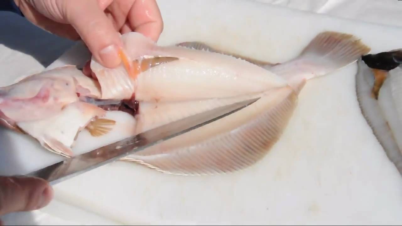 Scholle oder Goldbutt filetieren - How to filet plaice