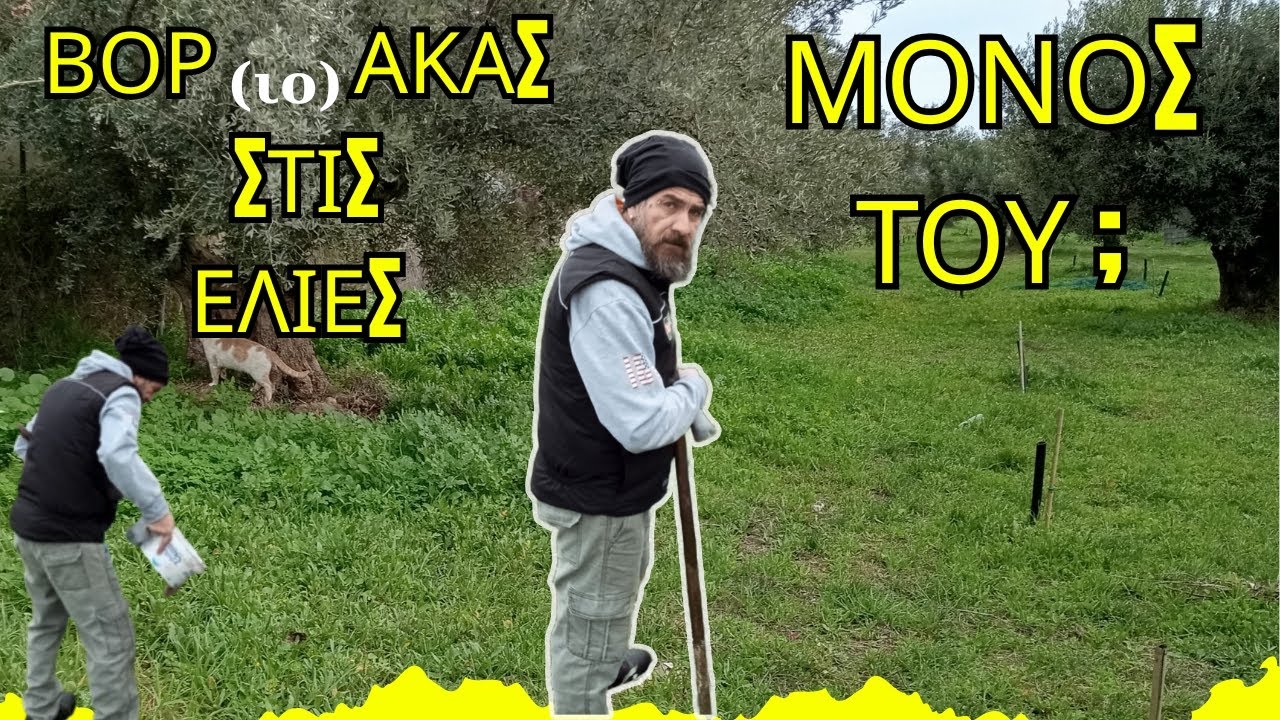 ΒΟΡΑΚΑΣ ΣΤΙΣ ΕΛΙΕΣ: ΜΟΝΟΣ ΤΟΥ; ΑΠΛΗ ΚΑΙ ΟΙΚΟΝΟΜΙΚΗ ΣΥΝΤΑΓΗ #βόριο #μαθαίνοντασ_για_την_ελιά #ελιά