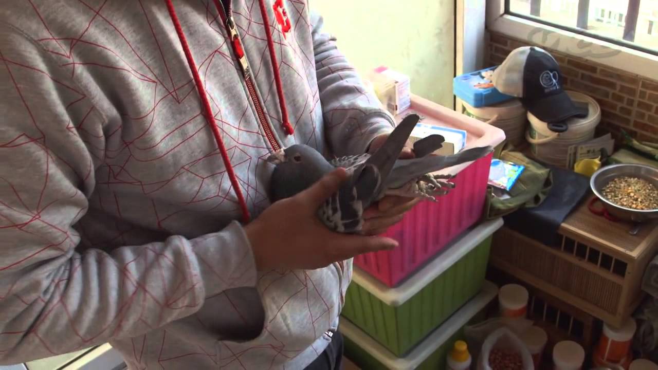 China's Millionaire Pigeon Racers (Full Length) Original
