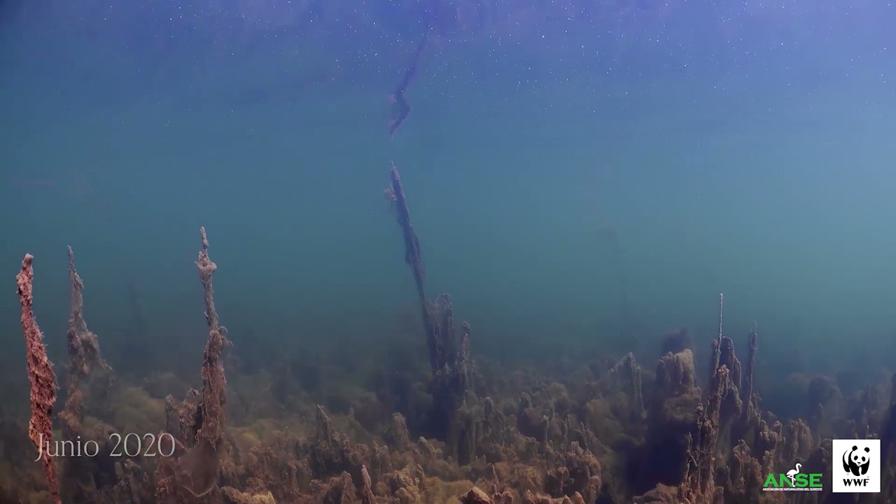 2016-2021 Nada ha mejorado en el estado del Mar Menor en 5 años