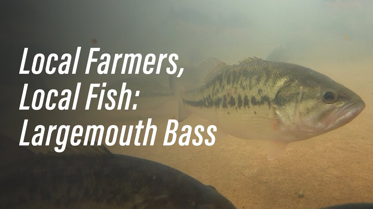 Largemouth Bass Farming