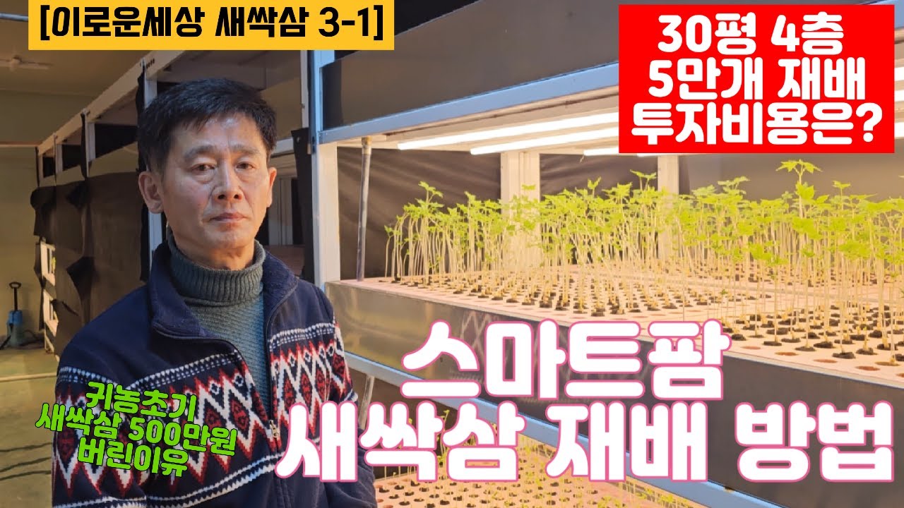 스마트팜 새싹삼 재배 방법, 30평 4층 새싹쌈 투자비용은? 귀농초기 새싹삼 500만원 버린이유는? [이로운세상새싹쌈 3-1]