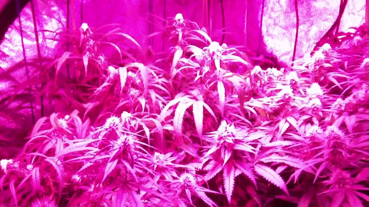 GROW SEASON 6 ( 4 weeks flower ) PLATINUM LED , REMO NUTRIENTS