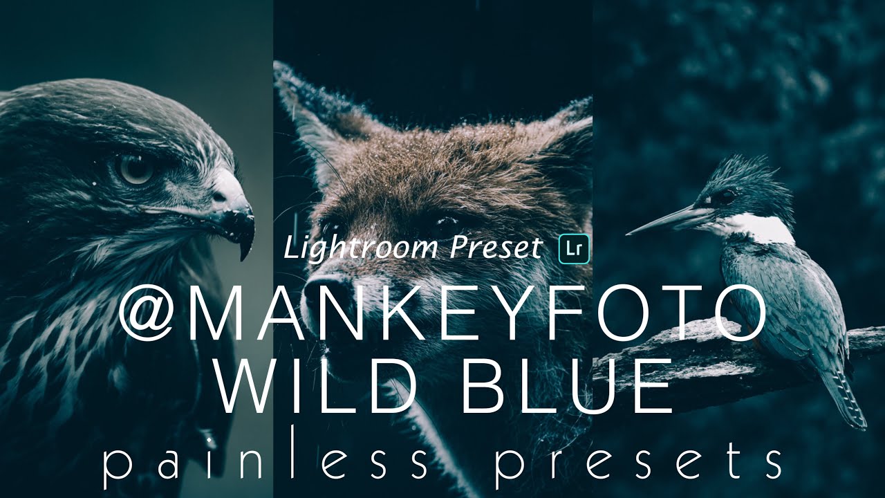 @MANKEYFOTO Inspired - Wild Blue-Lightroom Mobile Preset DNG | Free Download |Photo Editing Tutorial