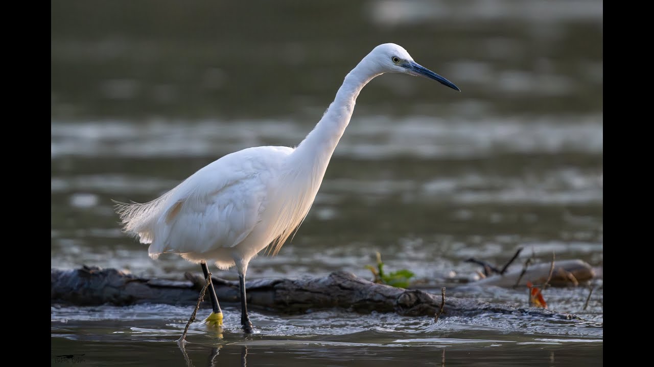 Kis k&oacute;csag a Dun&aacute;n&aacute;l - Little Egret at Donau 2024.07.25.