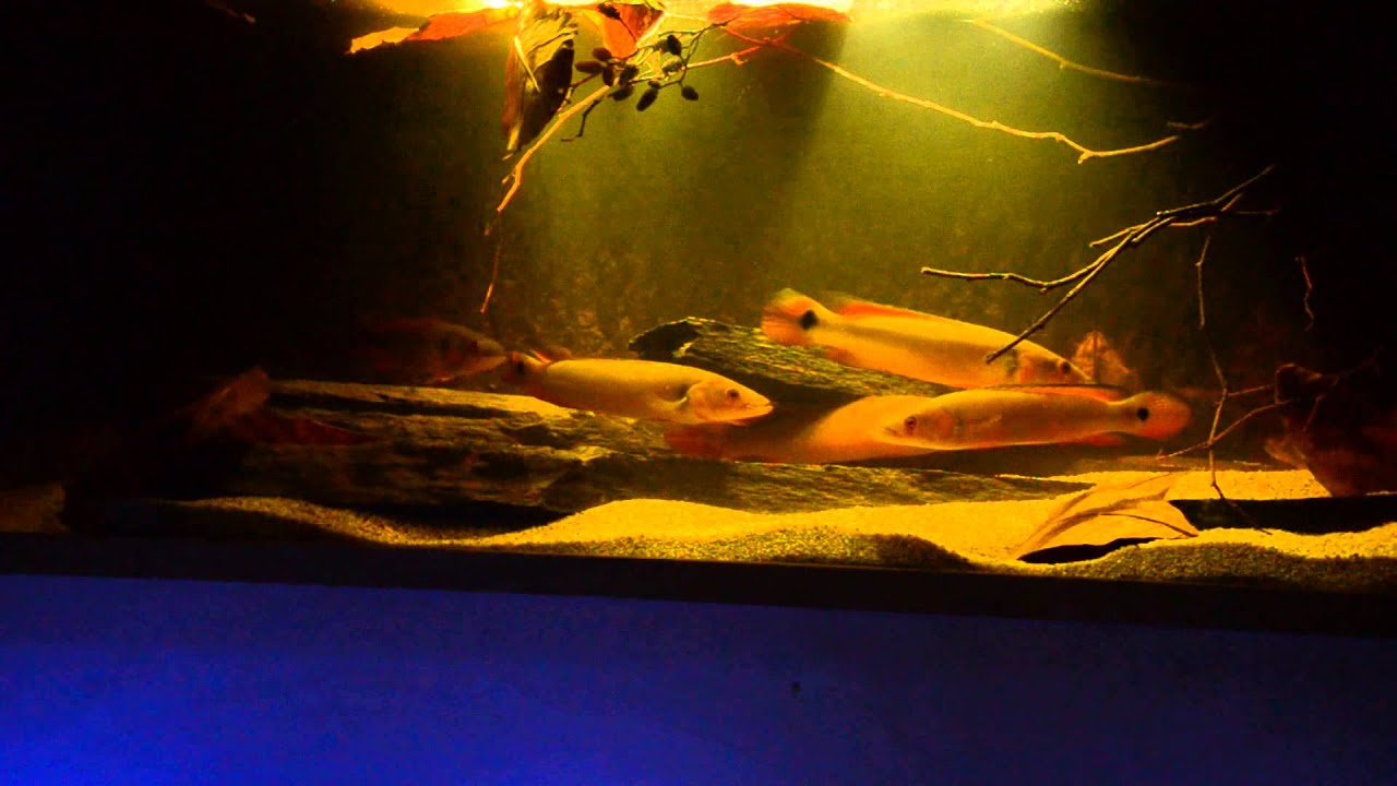 Rio Atabapo biotope with Crenicichla sp. Atabapo red