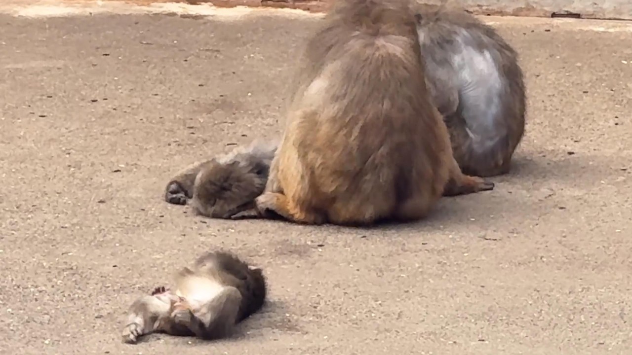 番外編 ママが居なくても少し寝れた？パンチくん【番外編】【市川市動植物園】ニホンザル