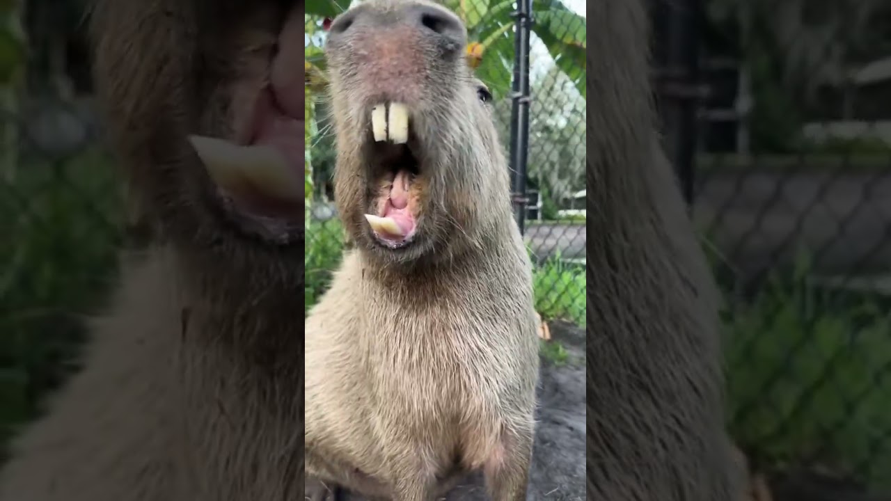 Did you know capybaras can sound like cows? 🐄 #funny #kapibara #kapi