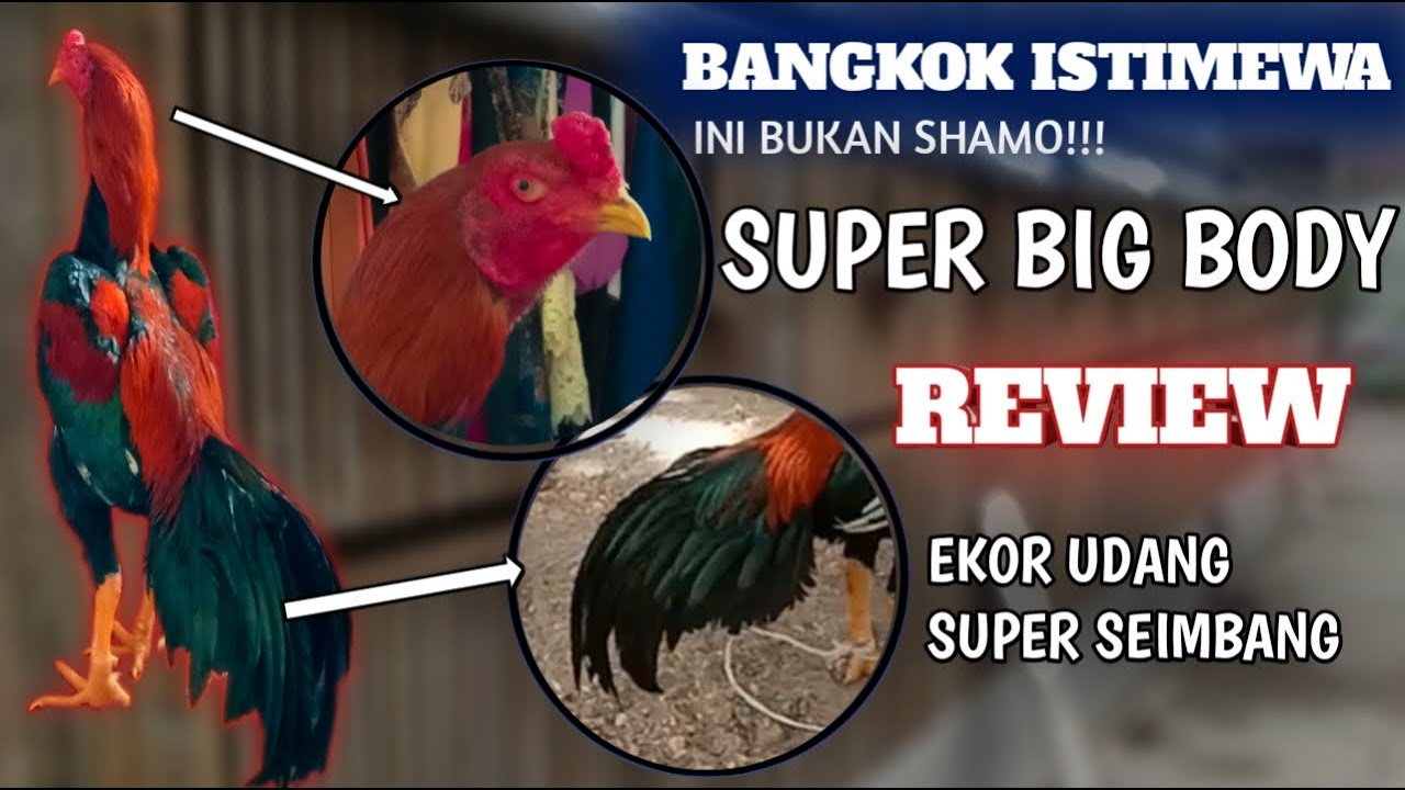 REVIEW!!! ciri ciri ayam Bangkok ekor udang kualitas istimewa hati2 jika bertemu di kalangan !!!