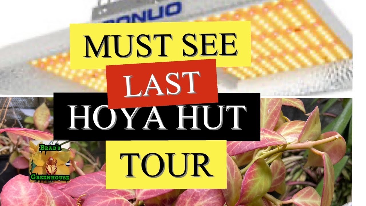 Final Hoya Tour & Aponuo PL182 LED Grow Light First Look and Review