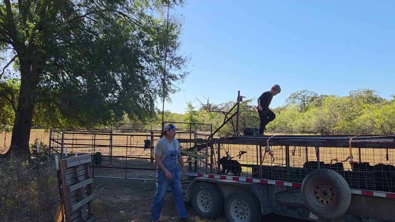 FM 908 Black jack full length trap and load hogs