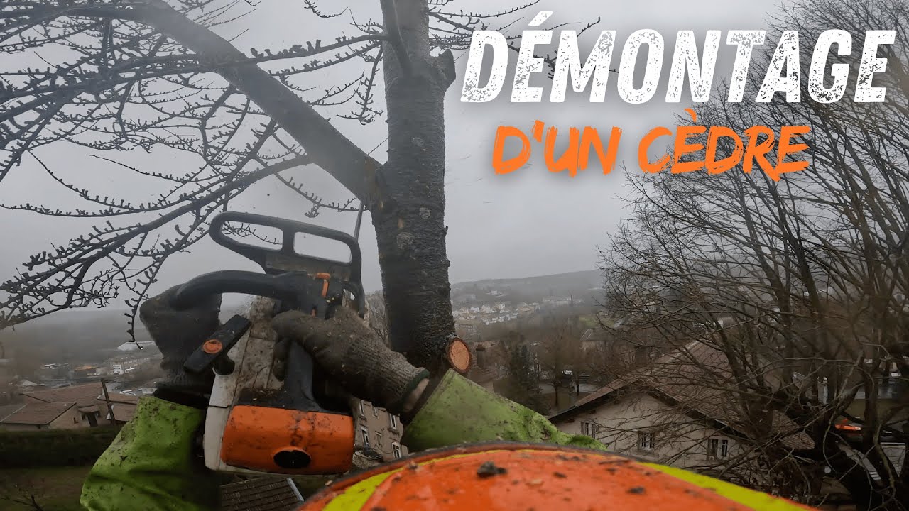 Démontage d'un Cèdre Sec sous la pluie / STIHL MS 201
