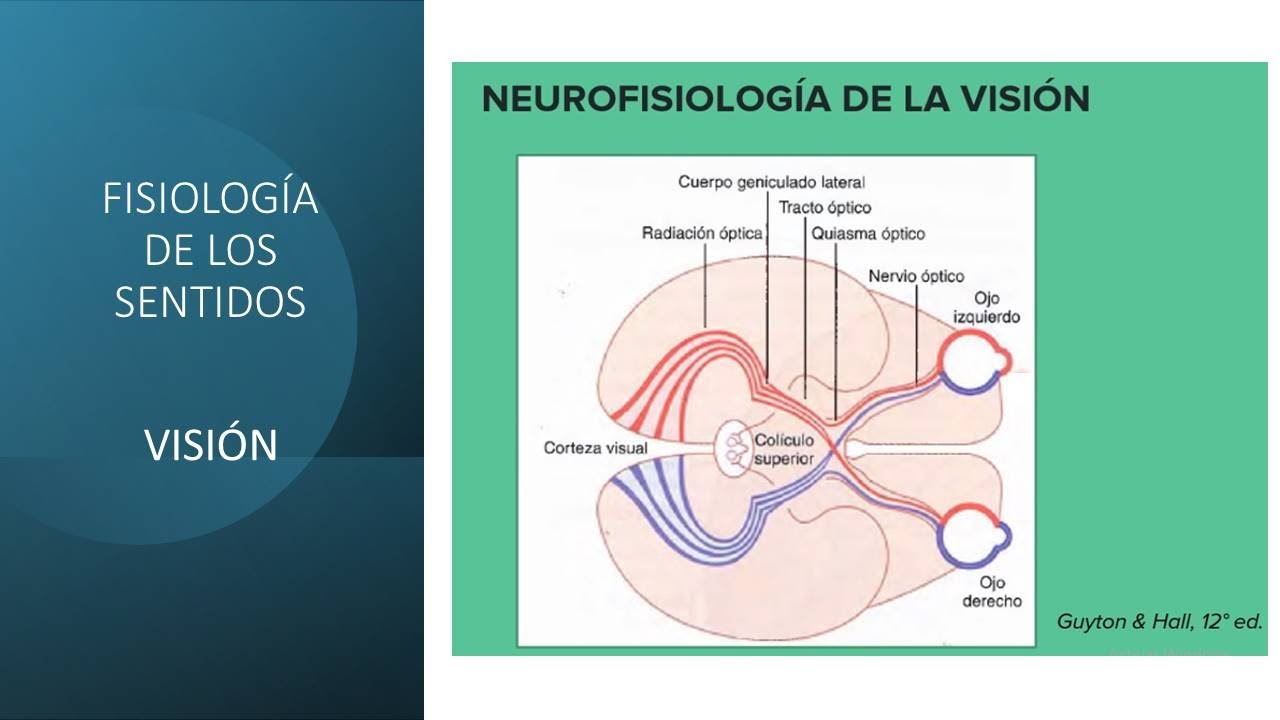 Fisiología de los sentidos: La visión