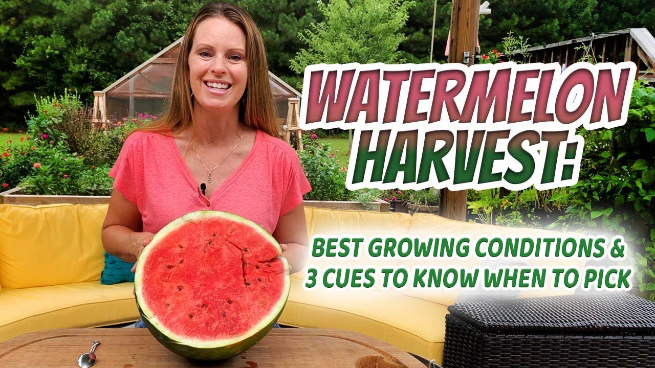 Watermelon Harvest in Raised Beds -- Tips for Success & When to Pick