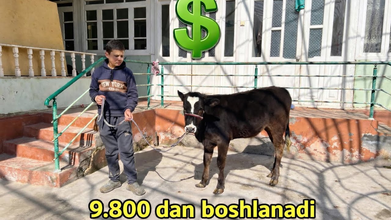 12 YOSHLI YIGICHADAN NARXNI BONBASI💵