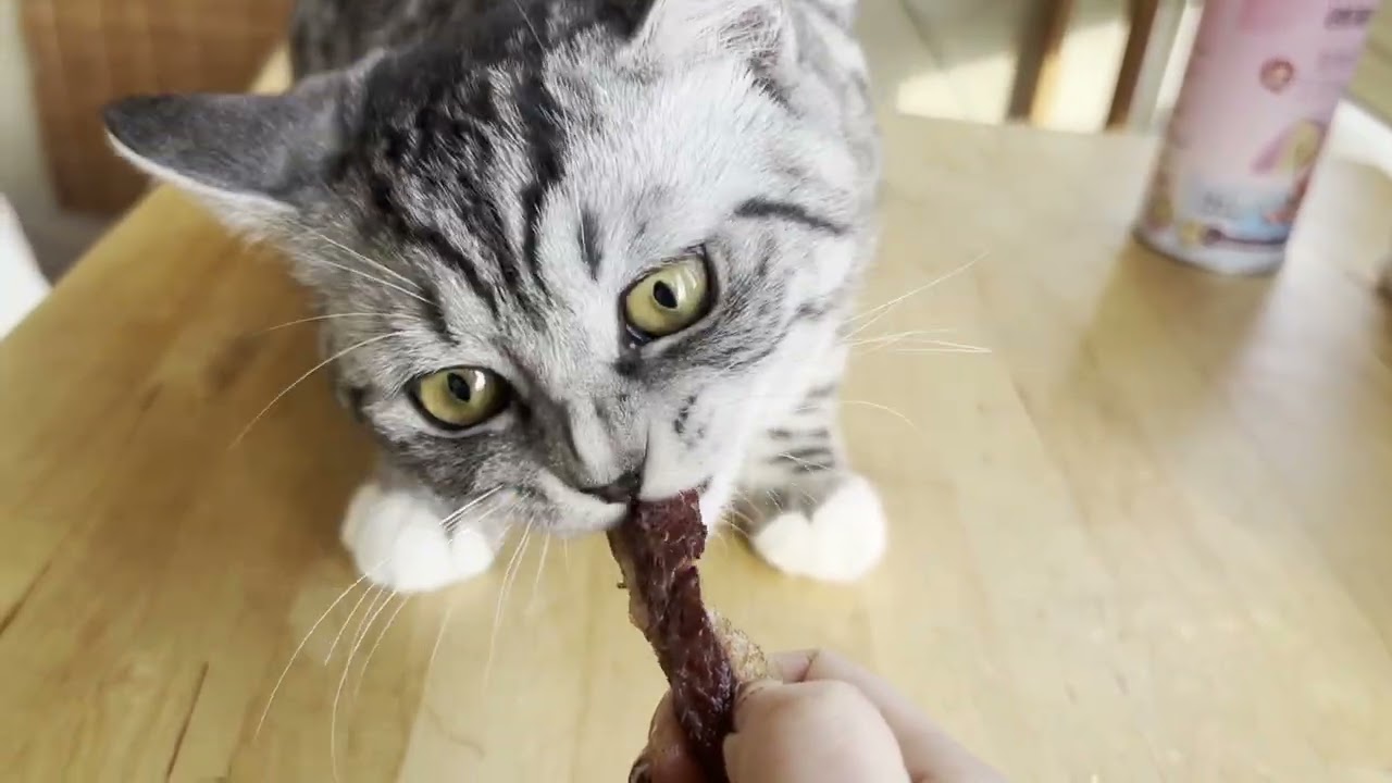 Kitten