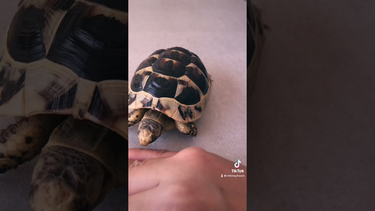 #greektortoise
