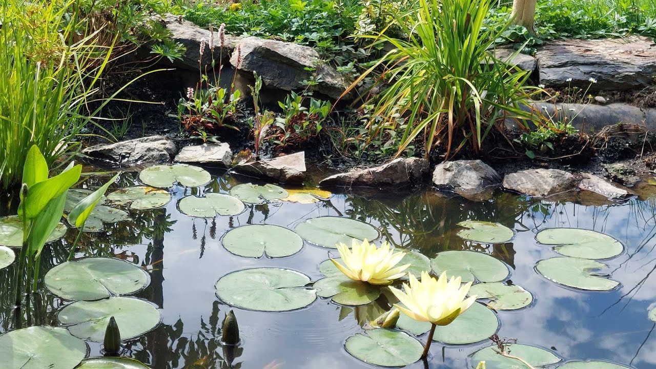 Zahrada v červenci (Garden in July)
