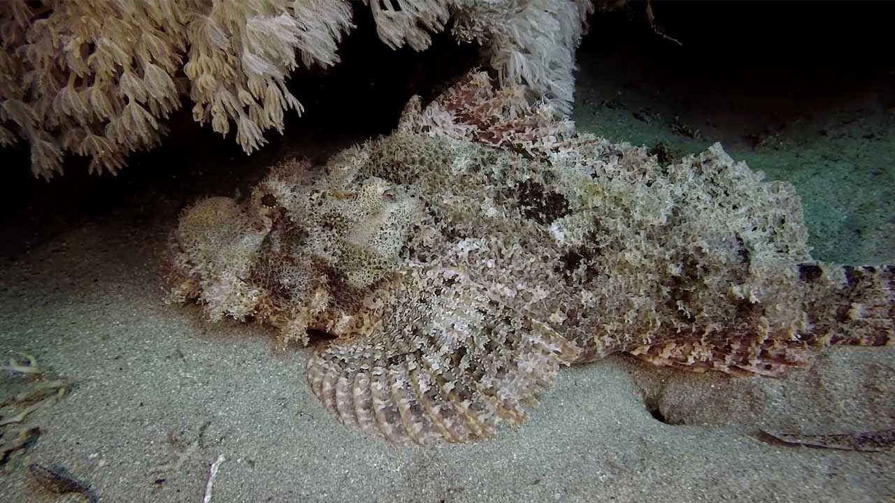 Deadly Stonefish Caught Camouflaging