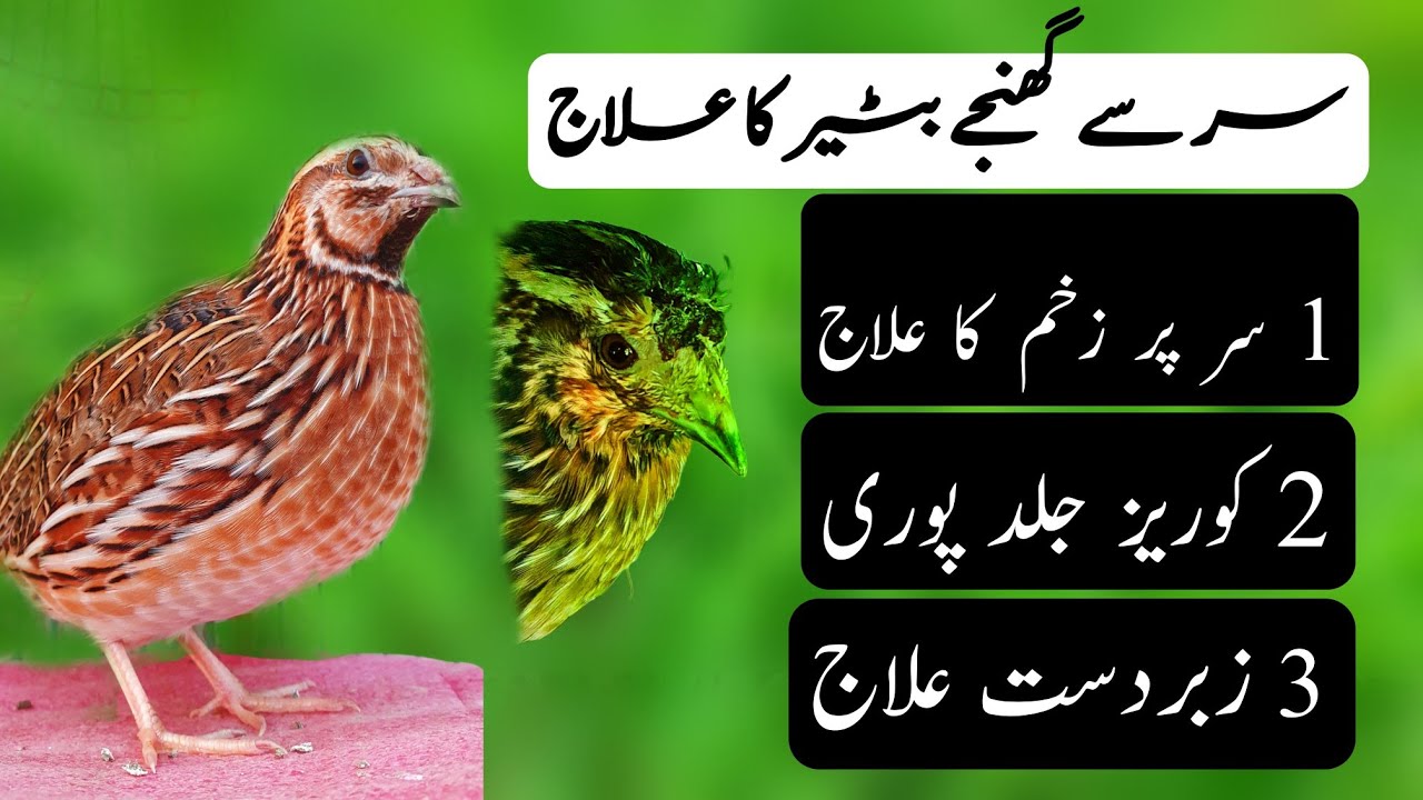 Quails Treatment | sir pr chot Batair ka ilaaj | Batair Koriz 