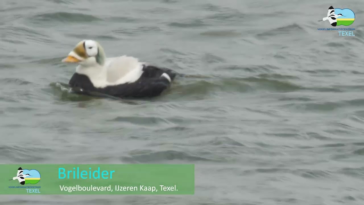 Brileider op 29 januari 2025 op Texel