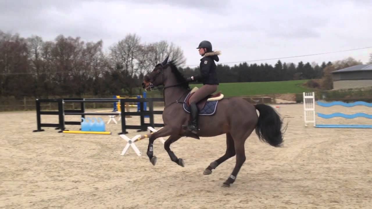 Baskin T-Bear Training 26/01/2014