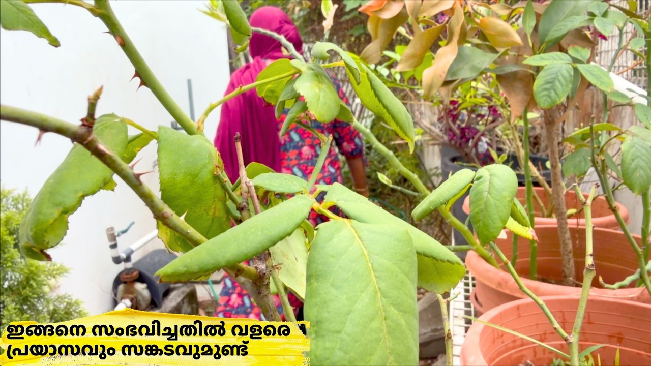 ഈ നോമ്പിന് തന്നെ ഇത് സംഭവിച്ചതിൽ വളരെ പ്രയാസവും സങ്കടവുമുണ്ട് | ഒരു സിംപിൾ നോമ്പുതുറ | Salu Kitchen