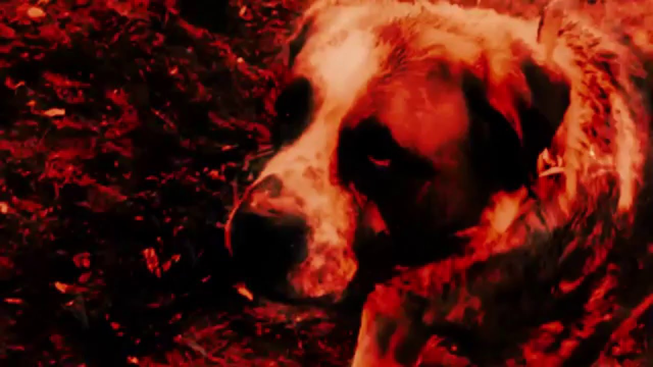 CHARLY FIASCO - Les chiens de la classe