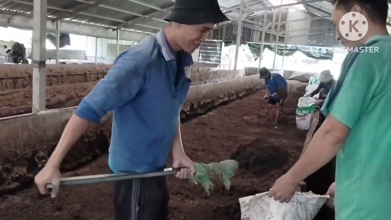 Công nhân tách trùn lấy phân 