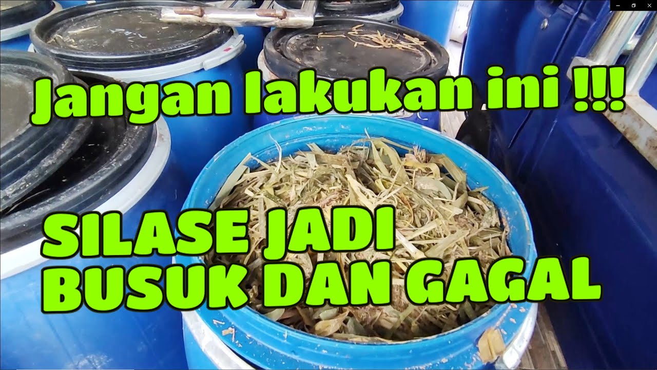 JANGAN LAKUKAN INI !!! SILASE BISA BUSUK DAN GAGAL #silase