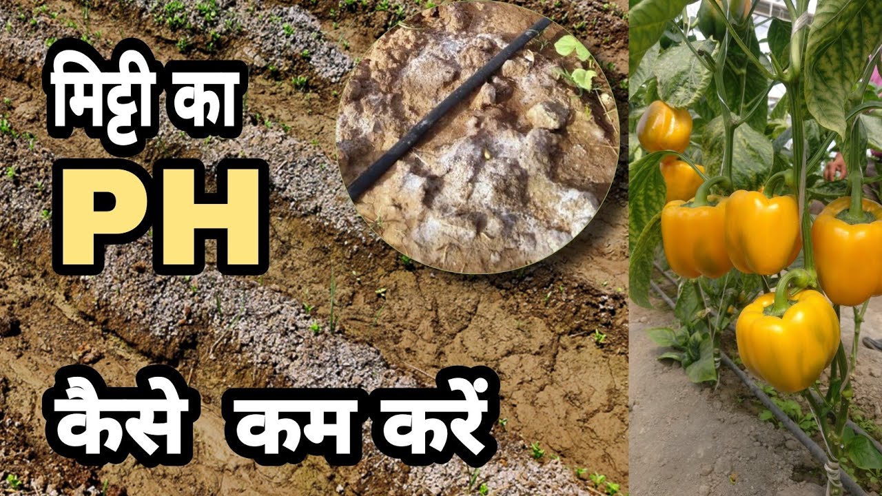 How to reduce soil PH | सही मिट्टी का पीएच |Acid treatment | by PC Verma
