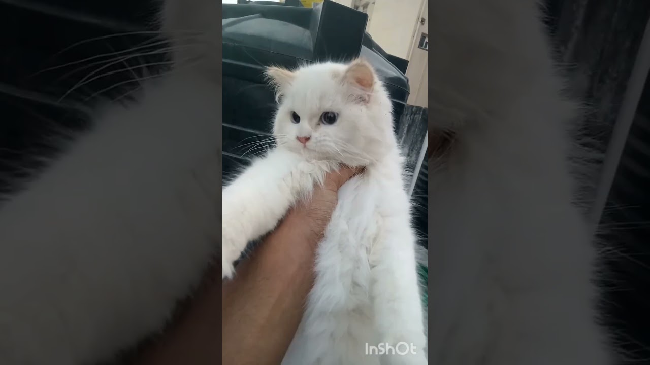 OMG yah kya Ho Gaya hamari hamari cats ne chuzon Kan Jaa kar humla kar diya✨😲😲😲😳😳😲😲😲