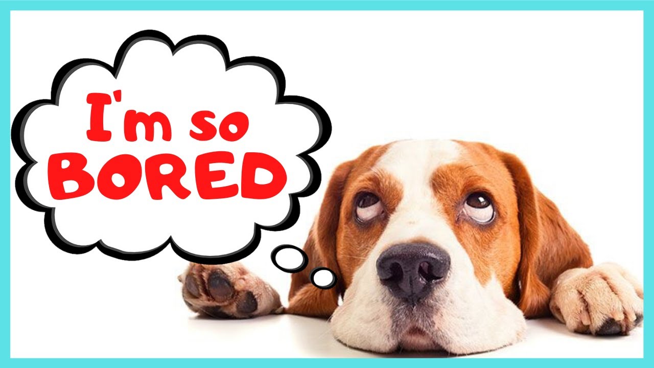 16 Ways to Entertain Your Dog While Working From Home