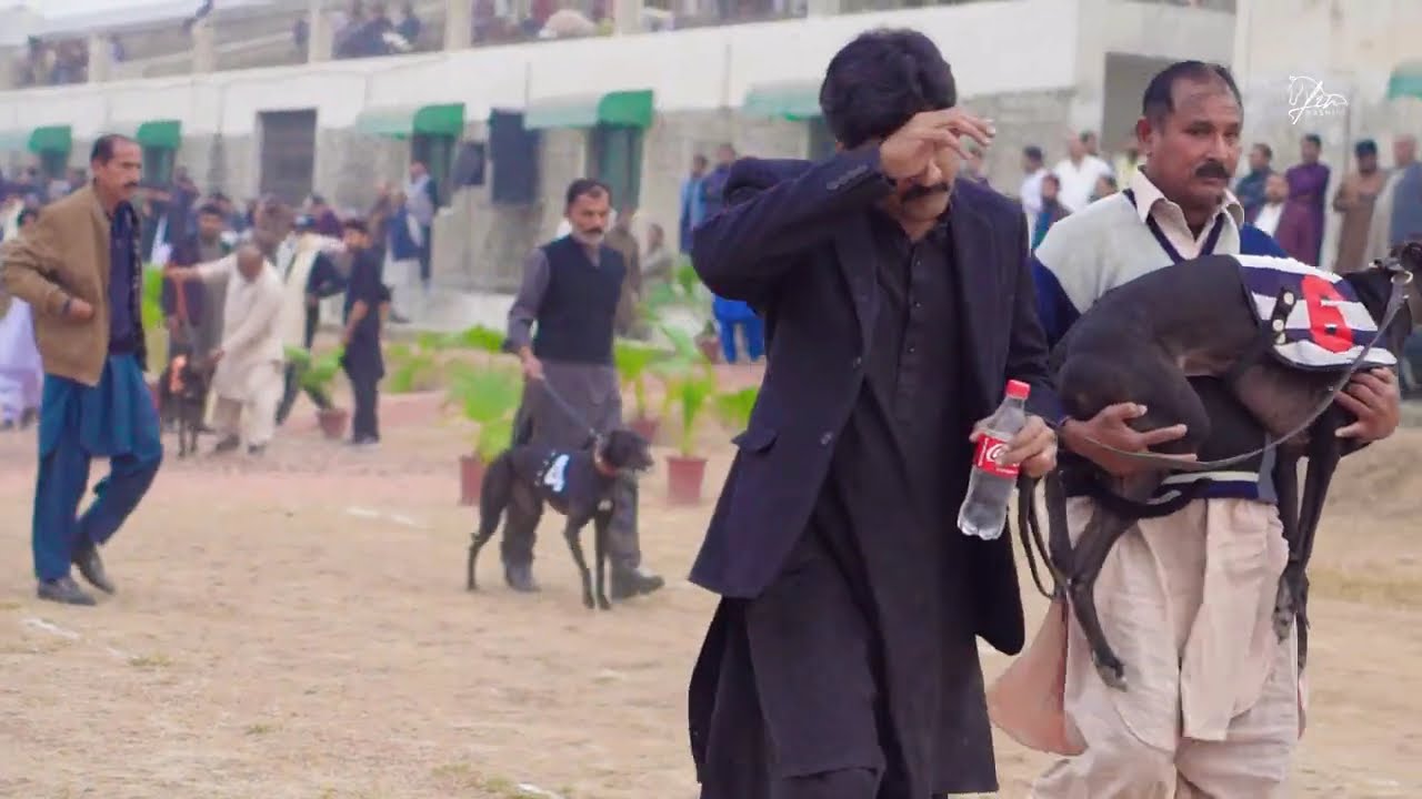 National Sprint Greyhound Boxes Race 2025 |1st day Country Breed | Agriculture University Faisalabad