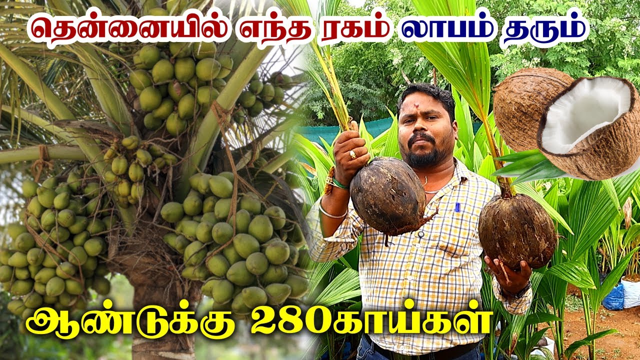 ஆண்டுக்கு 280காய்கள் தென்னை | ஒரு முறை நடுவு 100 ஆண்டுகள் பலன் | Coconut Farming
