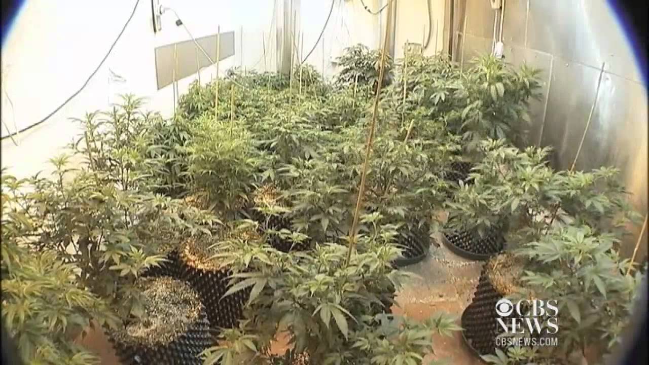 Marijuana in Wash.: Still illegal to sell, grow