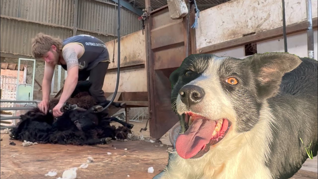 Amazing sheepdog herding sheep, shearing time on the farm