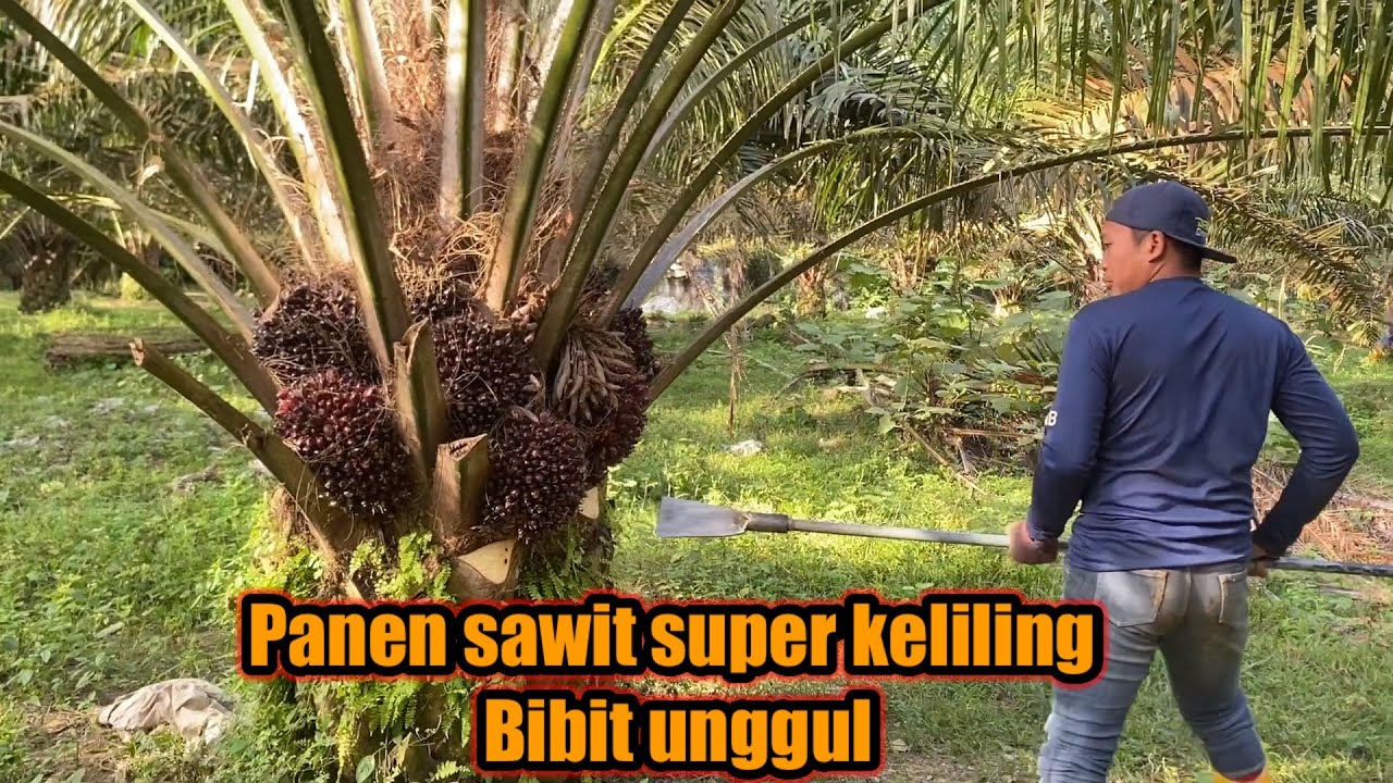 Panen sawit super keliling || bibit unggul