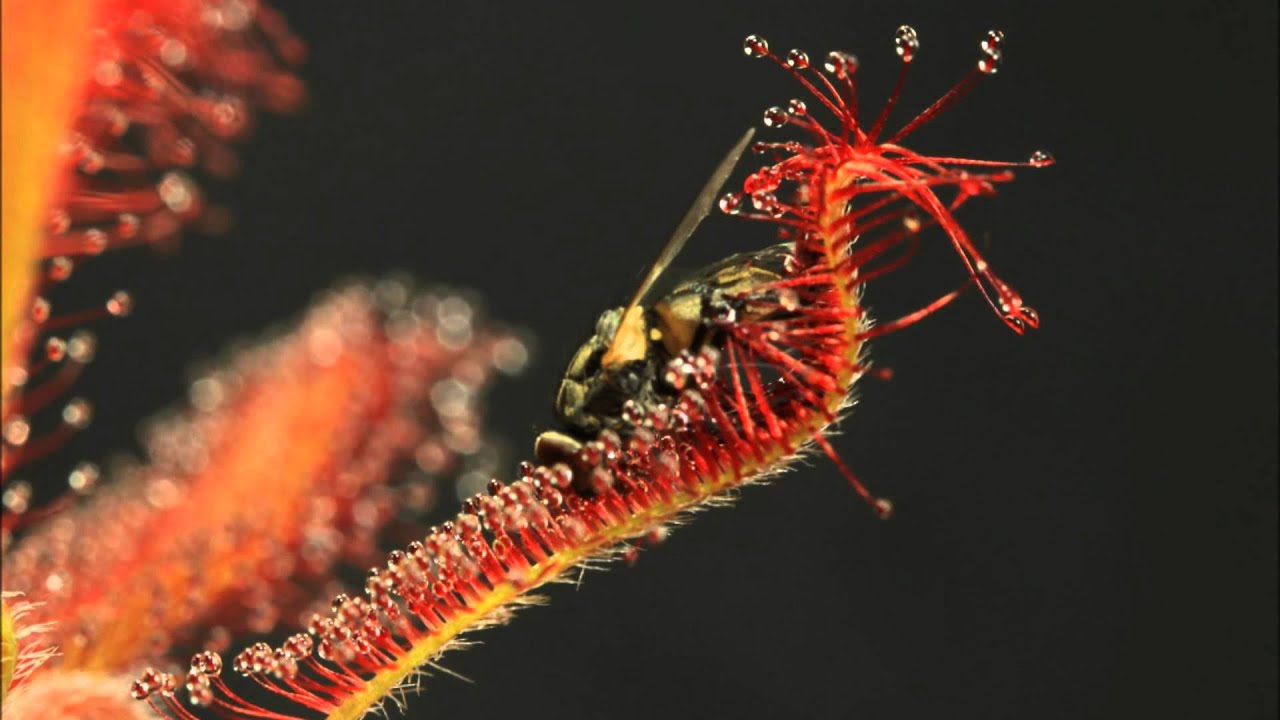 Drosera spatulata x capensis In Action