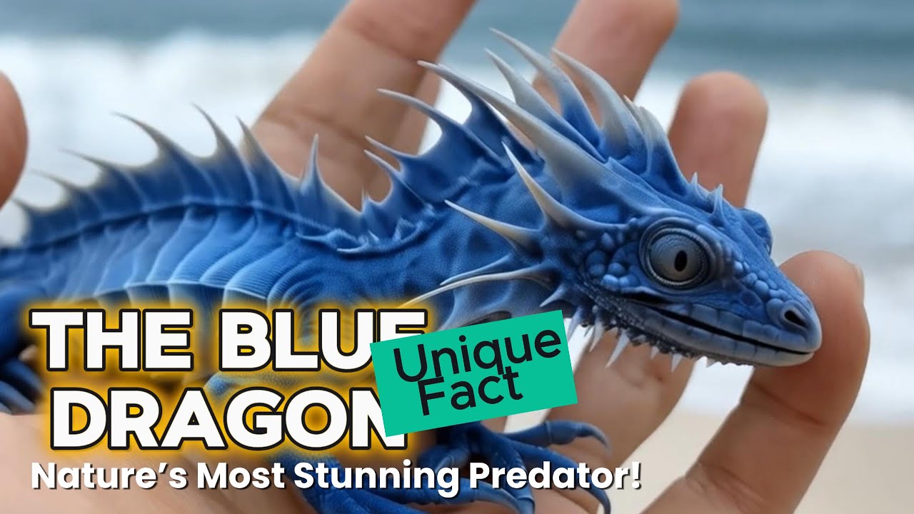 The Blue Dragon (Glaucus atlanticus) &ndash; Nature&rsquo;s Most Stunning Predator!