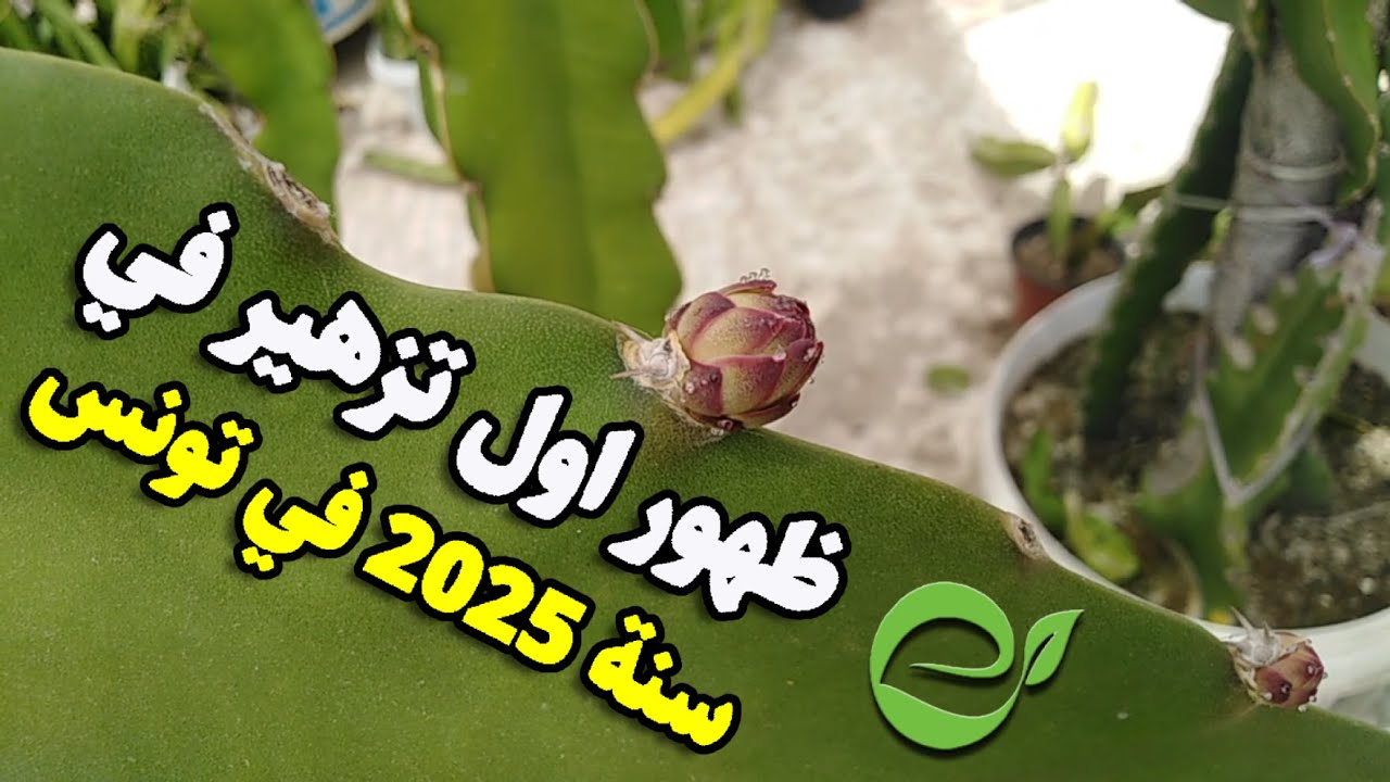 أول ظهور لزهرة فاكهة التنين في تونس سنة 2025 – بداية واعدة لزراعة استوائية نادرة!