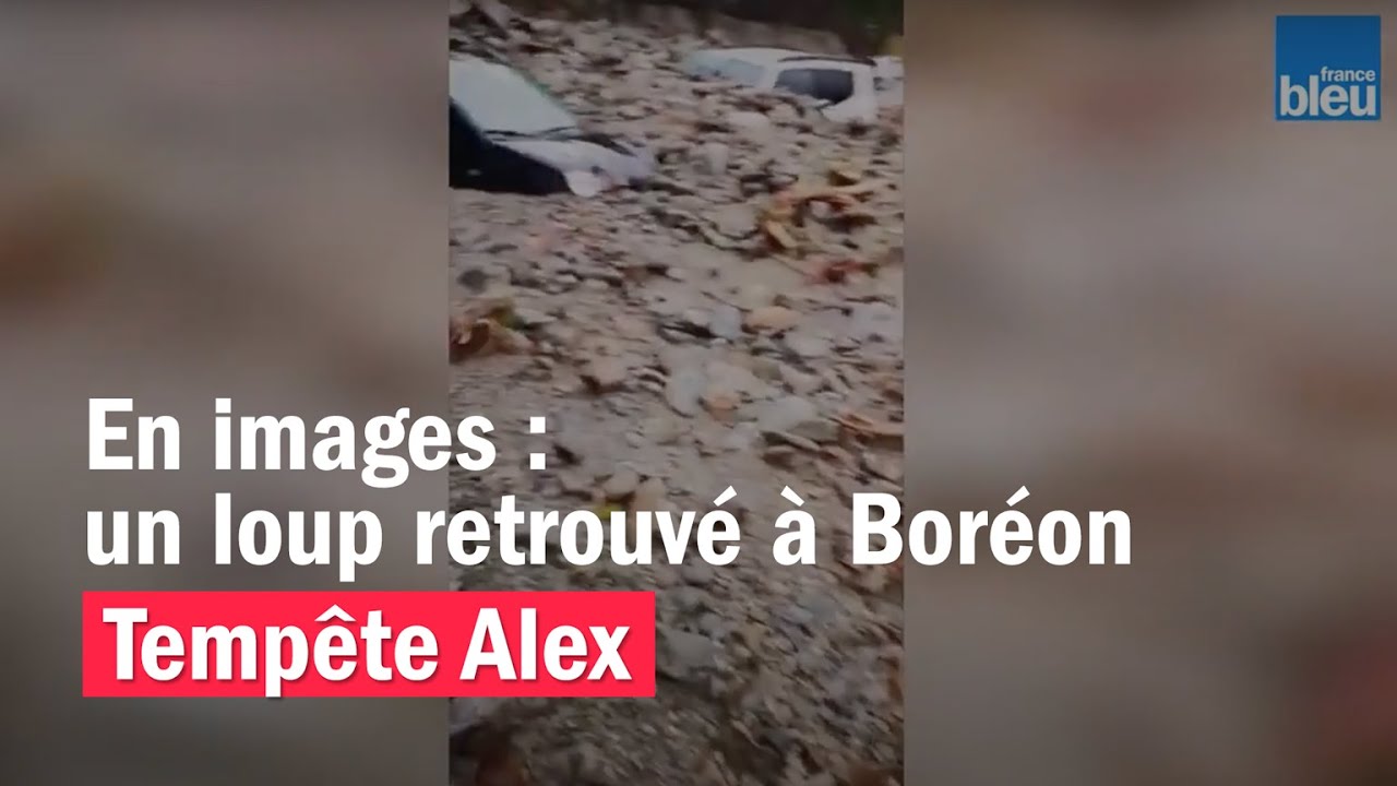 Tempête Alex : un loup blanc retrouvé à Boréon