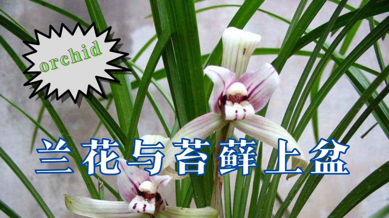 家庭简版兰花与苔藓上盆，视频记录全程，与君分享。