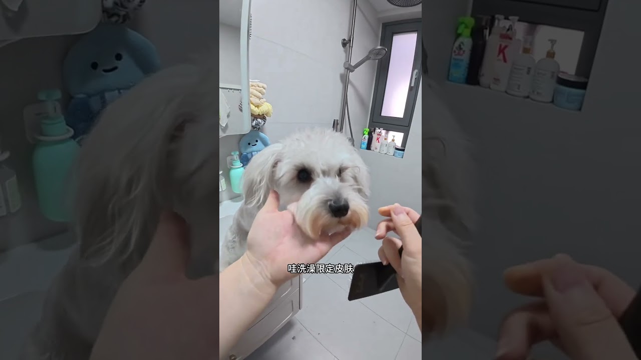 Married but not pregnant with a cat and a dog a busy life diary#vlog Daily Life#vlog 1 Bil