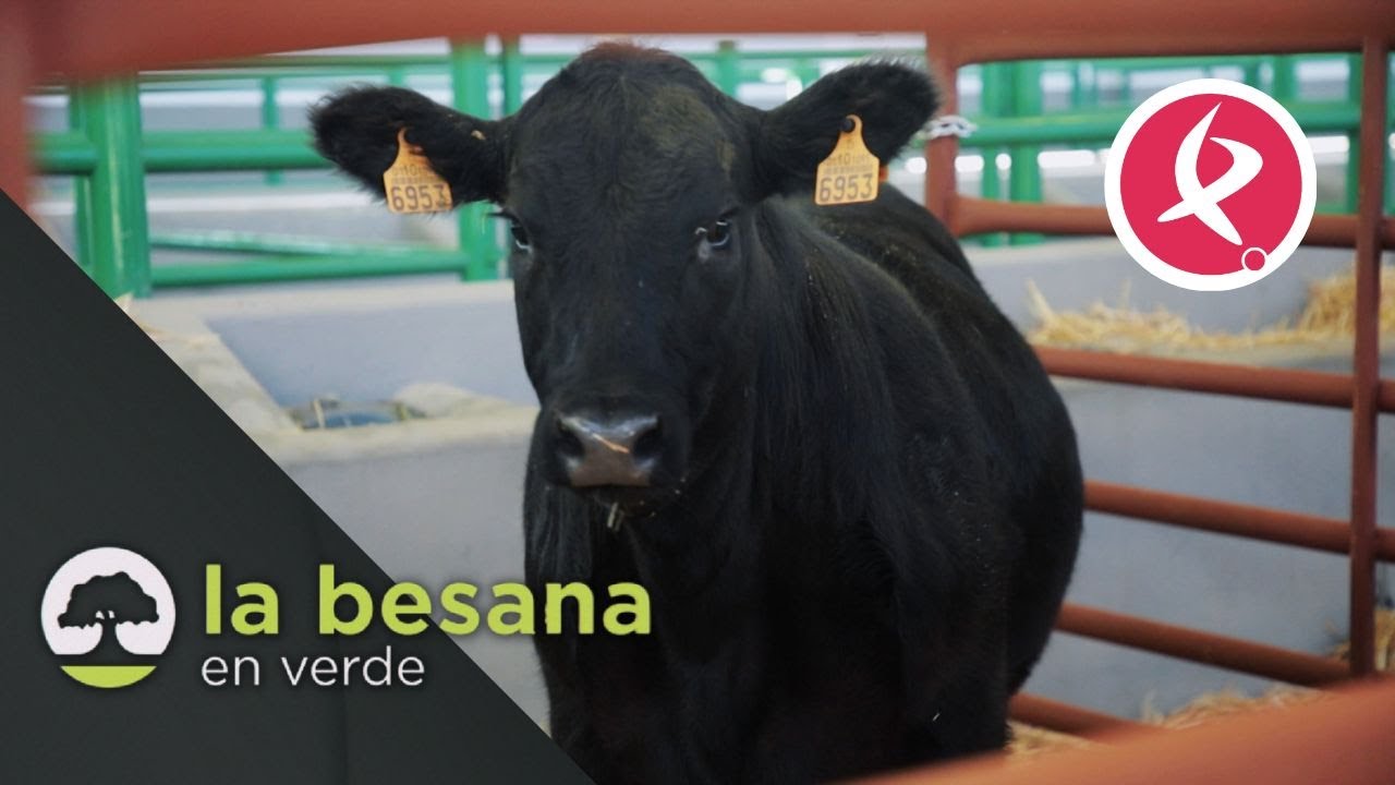 Las razas que sorprenden en Zafra | La besana en verde