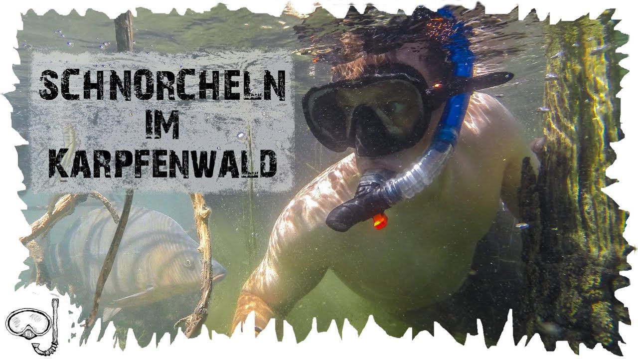 Schnorcheln extrem - Tauchen im Karpfenwald - Fischen auf der Spur - Kulkwitzer See bei Leipzig