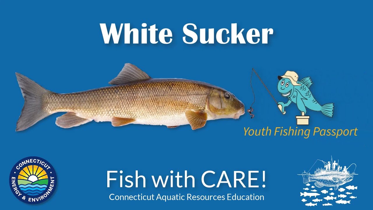 Catching White Sucker - CT Youth Fishing Passport