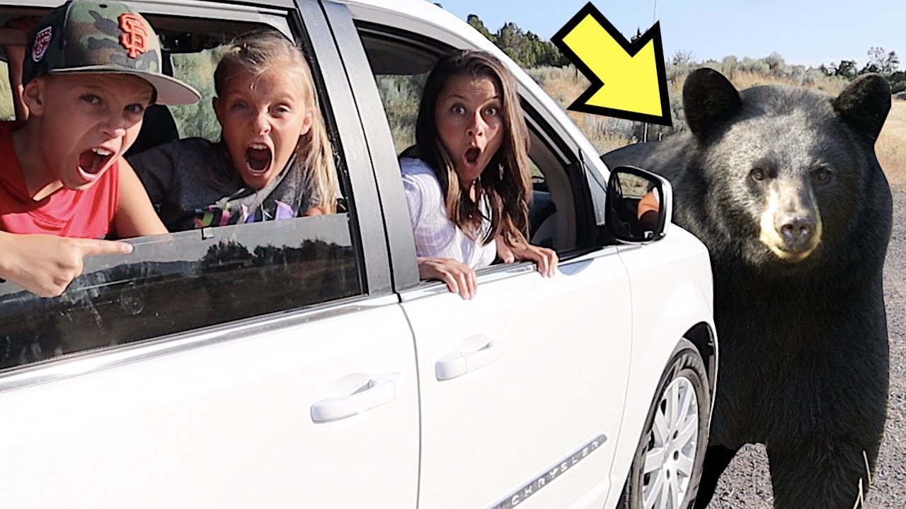 Chasing a GIANT BLACK BEAR with our UBER Driver! 🐻🚗
