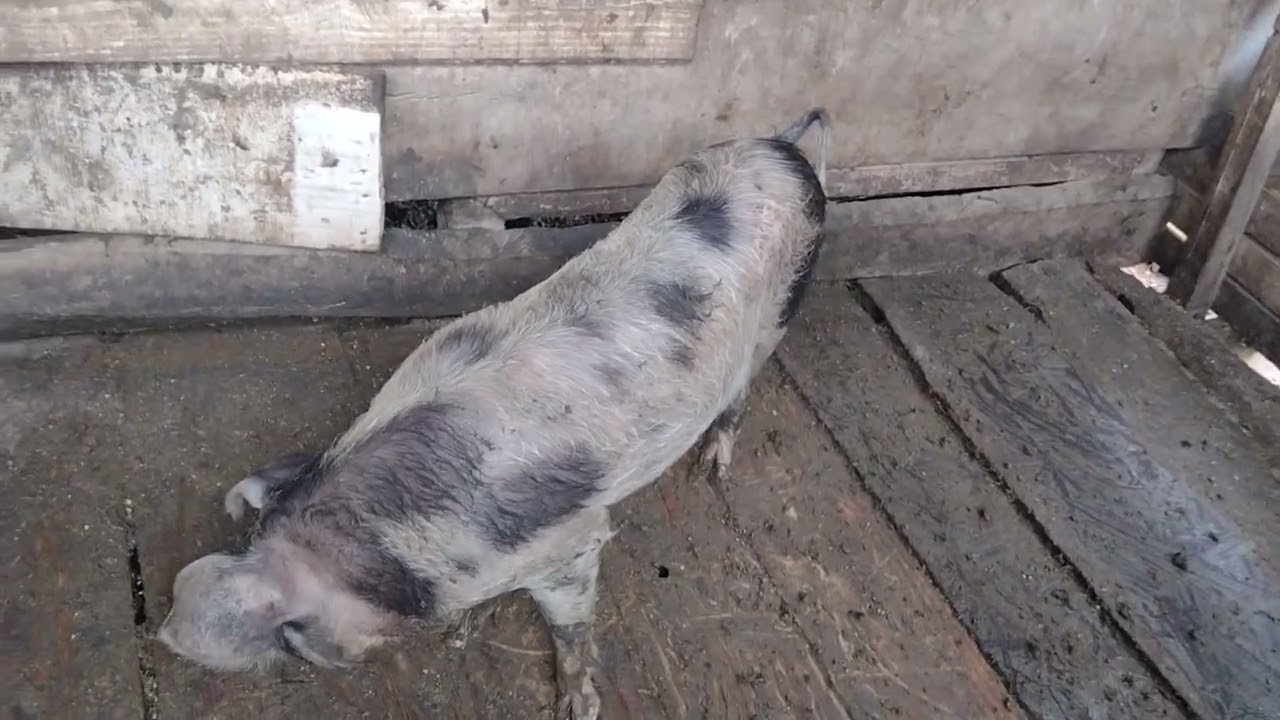 Não posso criar porco , não tenho coragem de matar !! 