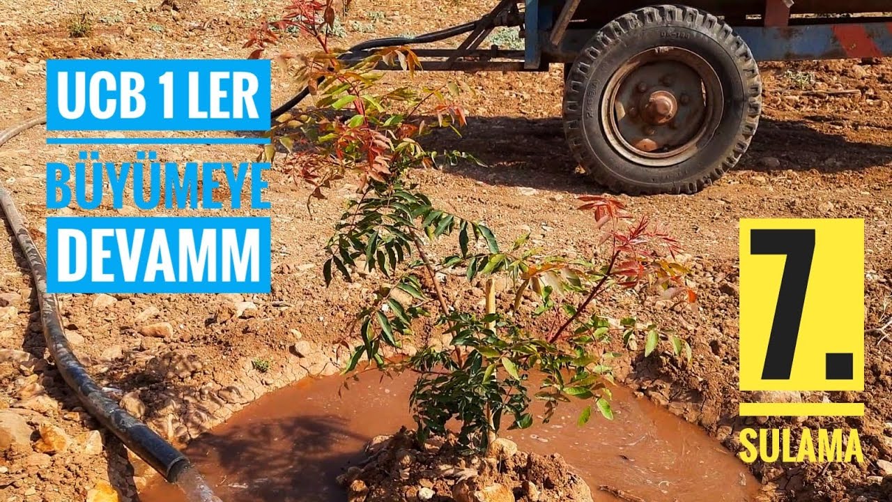 UCB 1 FİDELERİ BÜYÜMEYE DEVAM EDİYOR. SON DURUM...